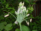 Allium siculum (2016, May 27)