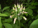 Allium siculum (2016, May 27)