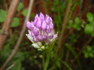 Allium Purple Sensation (2016, April 29)