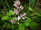 Syringa patula Miss Kim (2016, April 19)