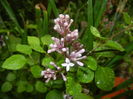 Syringa patula Miss Kim (2016, April 19)