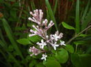 Syringa patula Miss Kim (2016, April 21)
