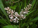 Syringa patula Miss Kim (2016, April 21)