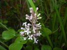 Syringa patula Miss Kim (2016, April 21)