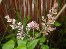 Syringa patula Miss Kim (2016, April 21)
