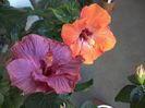 WIN_20160531_075117