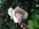 The Generous Gardener
