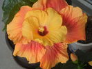 DSCN0719