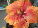 DSCN0720