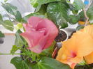 DSCN0740