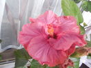 DSCN0746