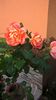 WP_20160530_07_14_54_Pro