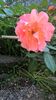 Westerland
