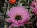 DSC09726