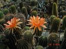 DSC09740
