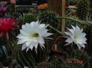 DSC09786