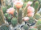 DSC09795
