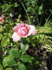 Ann Boleyn