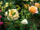 DSC02784