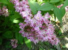 deutzia strawberrzy fields