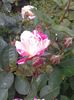 20160528_134956