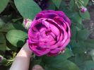 ROSIER EVEQUE