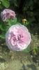 Lavander Ice