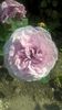 Lavander Ice