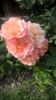 Bordure Apricot