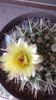 Parodia mammulosa ssp. submammulosa