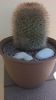 Mammillaria spinosissima