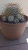 Mammillaria bombycina