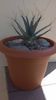 Leuchtenbergia principis