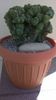 Cereus peruvianus v. monstruosus