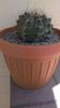 Gymnocalycium quehlianum