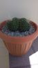 Mammillaria spinosissima cv. 'Un Pico'