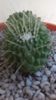 Mammillaria spinosissima cv. 'Un Pico'