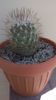 Turbinicarpus beguinii ssp. hintoniorum