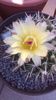Parodia mammulosa ssp. submammulosa