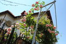 Eden Rose, in gradina vecinului..