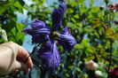 clematis Tie Dye