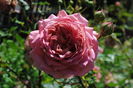Jubilee Celebration