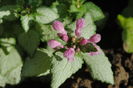 Lamium maculatum Beacon Silver