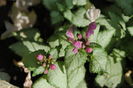 Lamium maculatum Beacon Silver