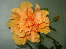 DSC08211
