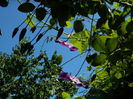 DSCN0334