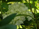 DSCN0353