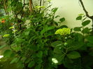 DSCN0385