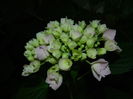 DSCN0712