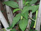 DSCN0894